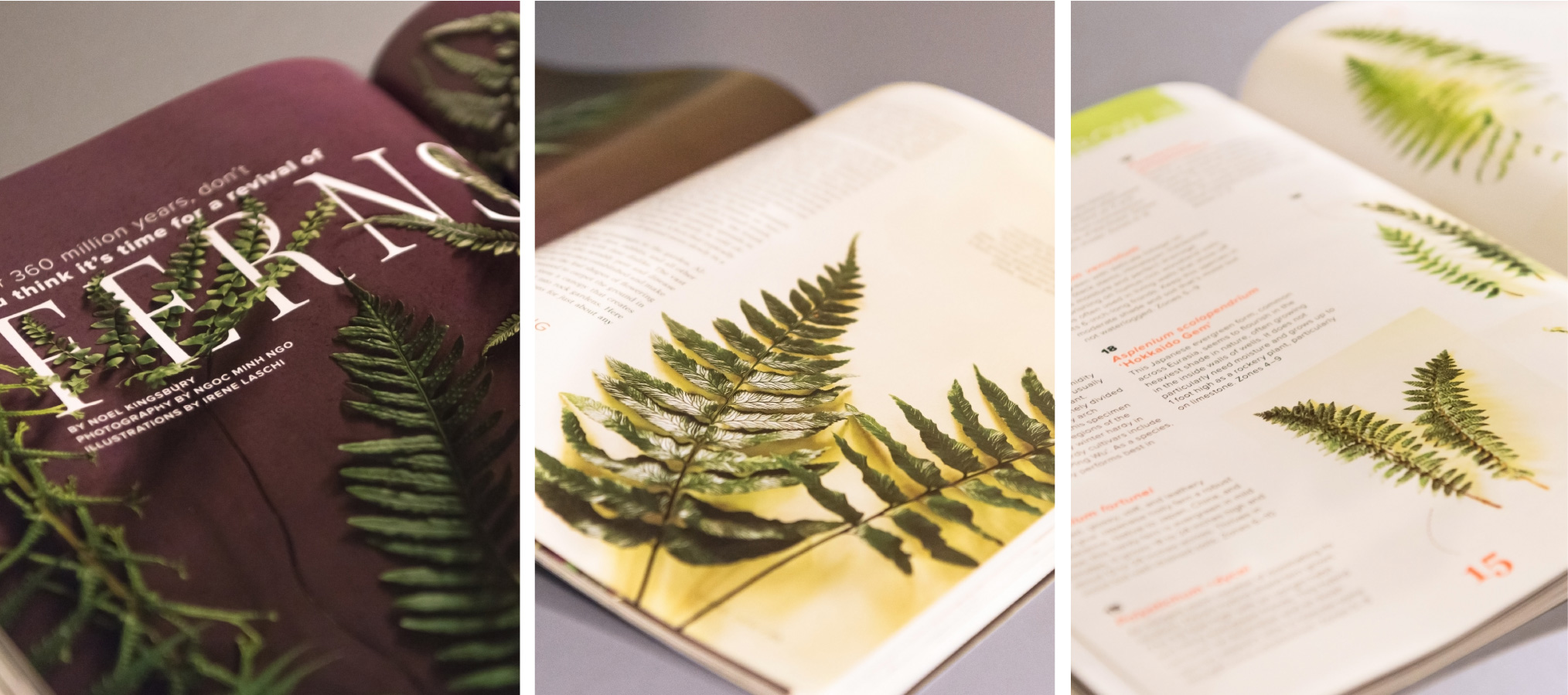 Ferns - Garden Design Magazine