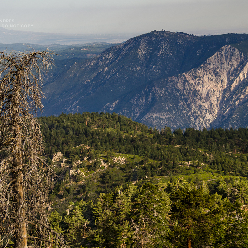 Views from Limberpine