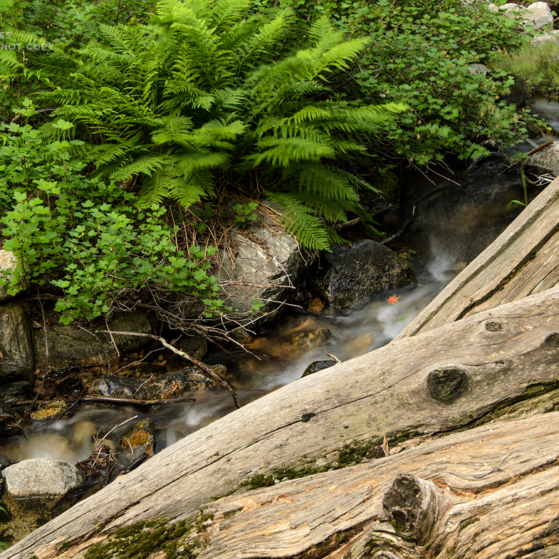 Alger creek along the Momyer trail