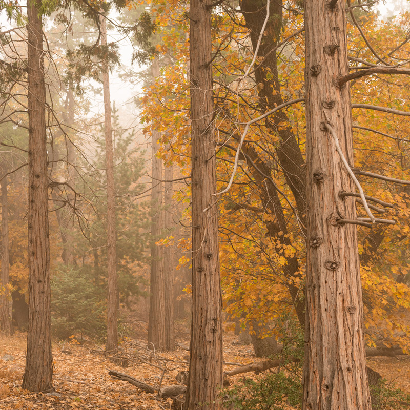 Fall colors in Forest Falls