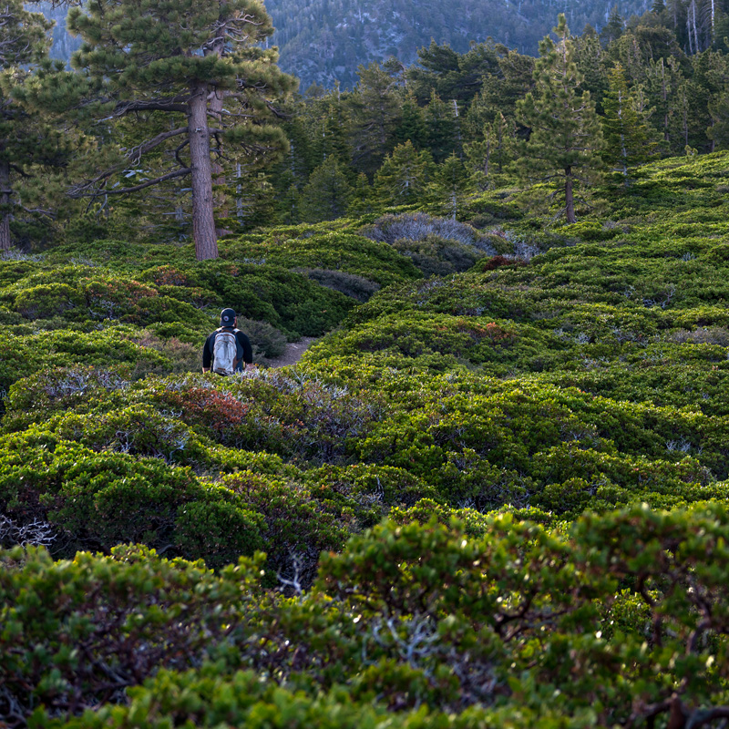 Manzanita along San Bernardino Peak trail