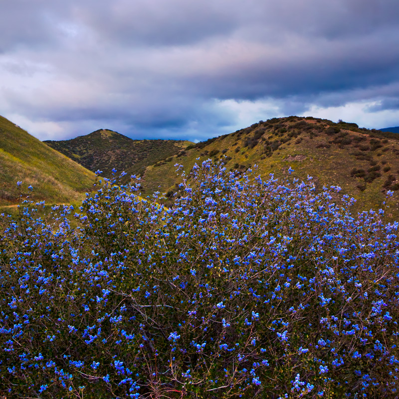 Blue flower in Crafton Hills
