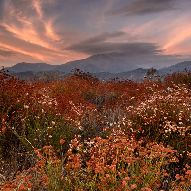 Late Summer Foliage near Zanja Peak.