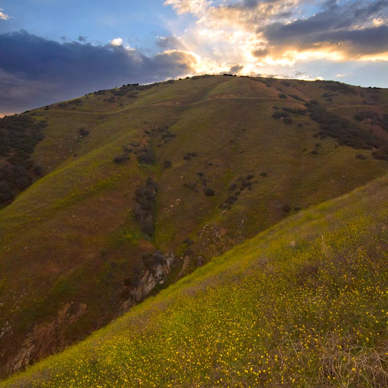 Wildflowers in Crafton Hills